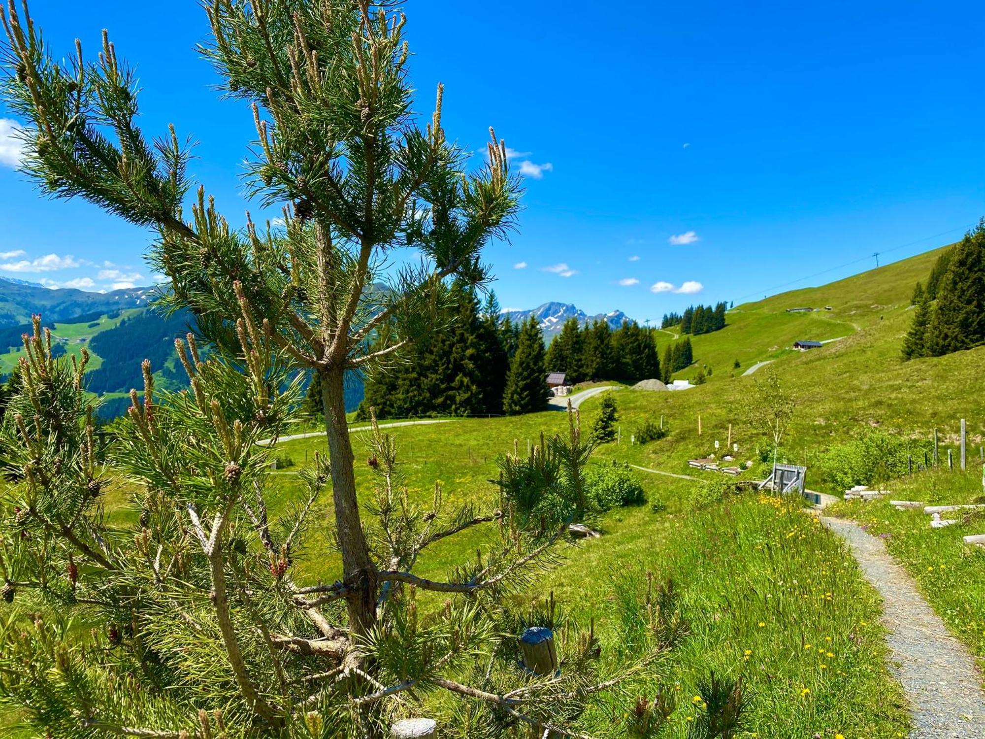 Alm Seasons Premium Chalet & Studios Saalbach-Hinterglemm Kültér fotó
